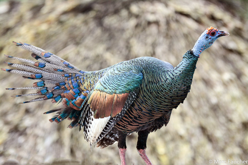 Ocellated Turkey