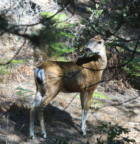 iNaturalist observation photo of Mule Deer