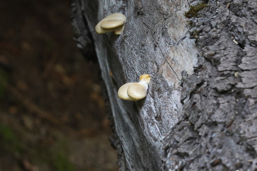 iNaturalist observation photo of Stinking Orange Oyster