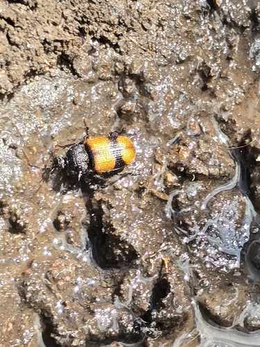 Panagaeus sallei