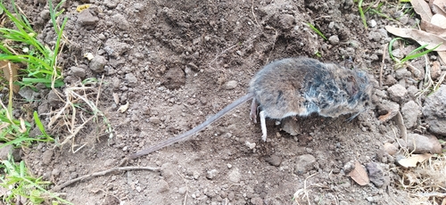 Merriam's Piñon Mouse