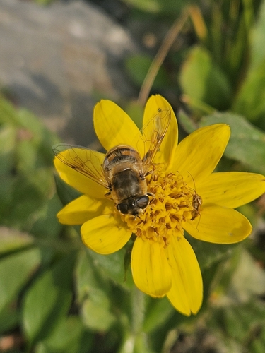 Unknown species found near St Mary, MT 59417, USA