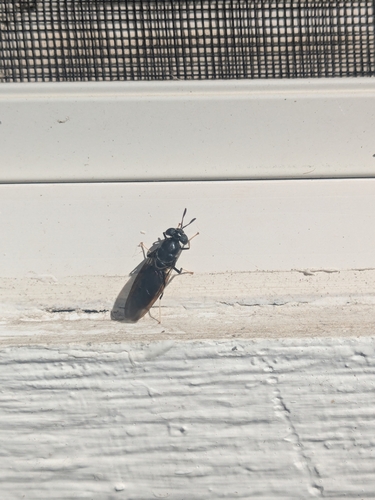 Unknown species found near Corvallis, OR, USA