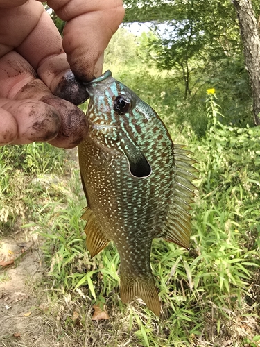 Lepomis megalotis