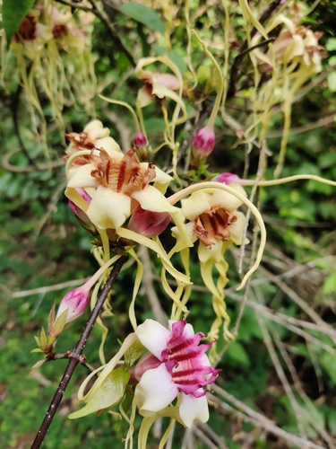 Strophanthus sarmentosus