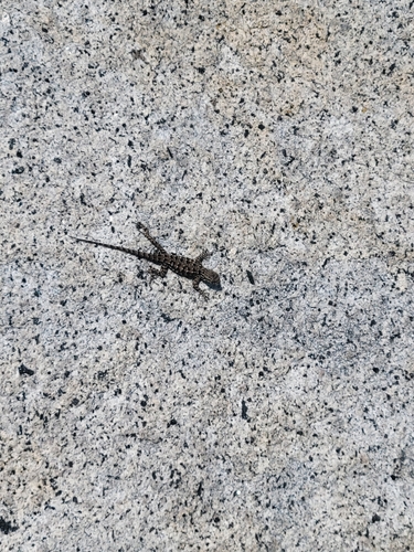 iNaturalist observation photo of Western Fence Lizard