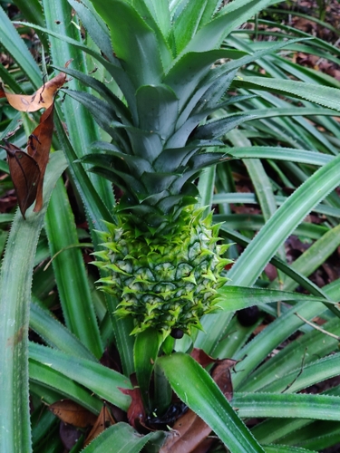 pineapple