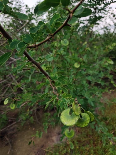 cat's claw