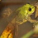 Brazilian Swimming Frog - Photo (c) Denes Ferraz, all rights reserved, uploaded by Denes Ferraz
