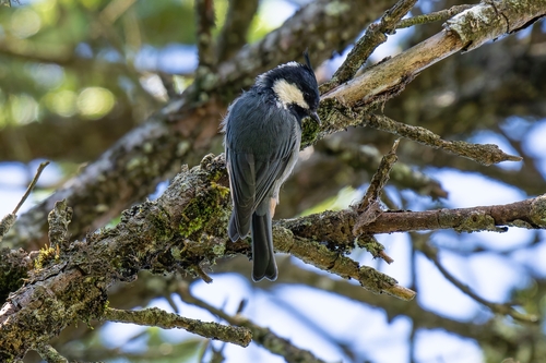 Rufous-vented Tit