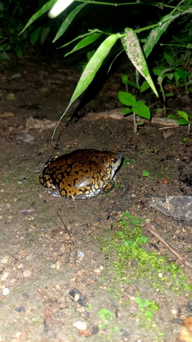 Muller's Termite Frog