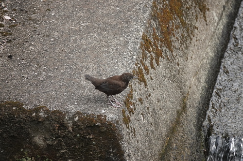 Brown Dipper