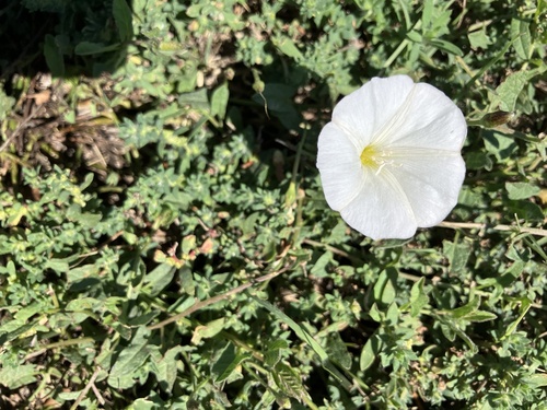 field bindweed