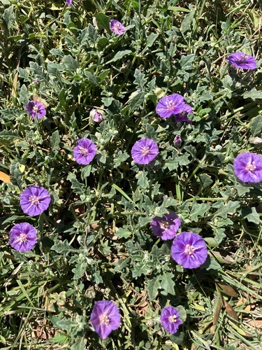 purple groundcherry