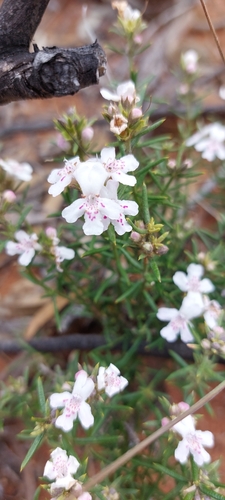 stiff westringia