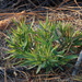 Dichanthelium commonsianum - Photo 由 Ryan Cooke 所上傳的 (c) Ryan Cooke，保留所有權利