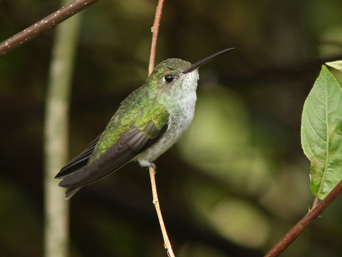 Picaflor vientre blanco (Elliotomyia chionogaster) · iNaturalist Mexico