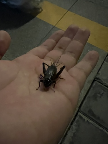 Teleogryllus occipitalis