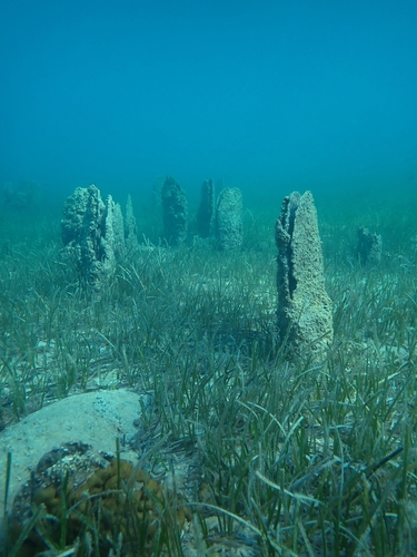 Pinna nobilis