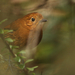 Cajamarca Antpitta - Photo (c) David Beadle, all rights reserved, uploaded by David Beadle