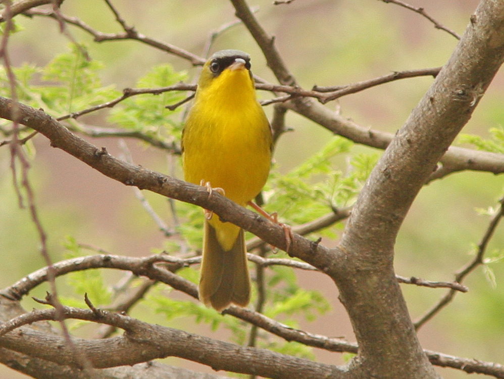 Black-lored Yellowthroat photo