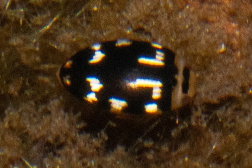 Laccophilus horni
