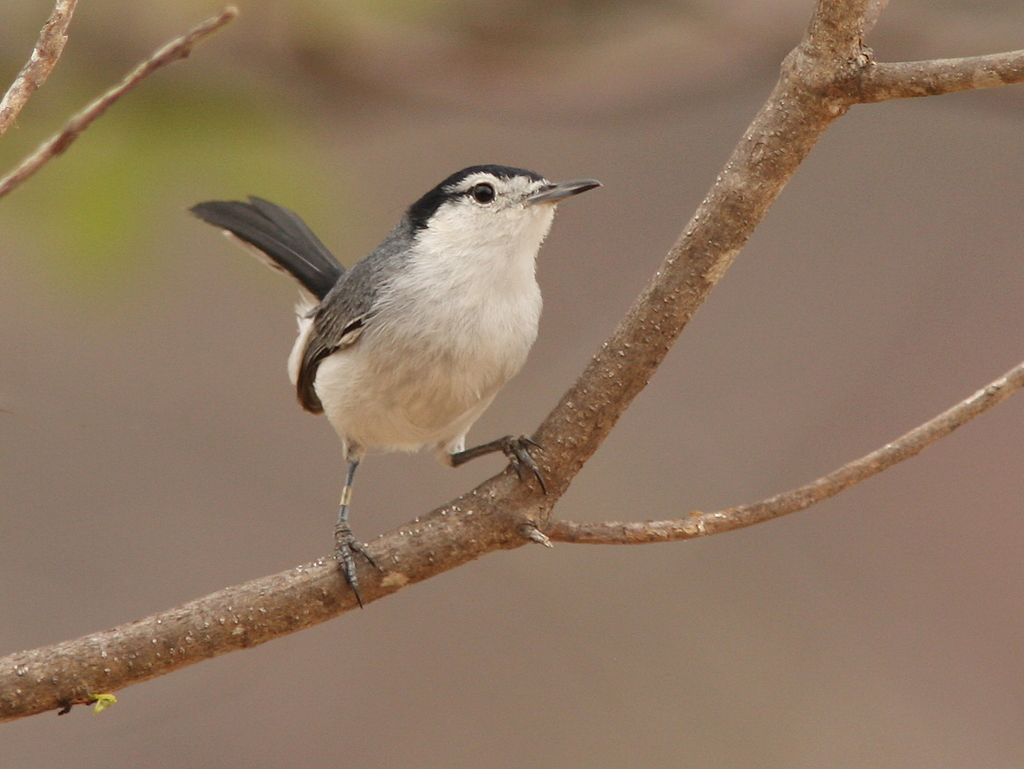 Marañon Gnatcatcher photo