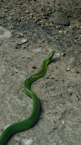 Rein Snake