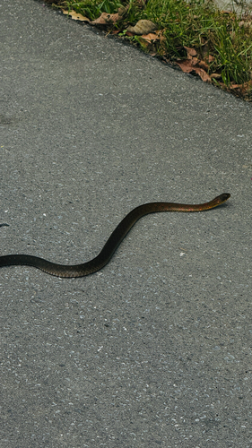 Orange-collared Keelback