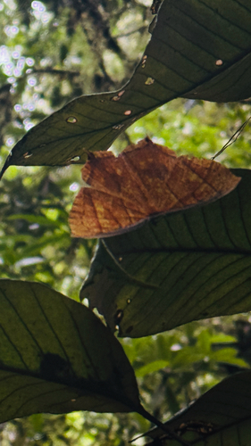 Thinopteryx crocoptera