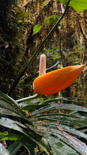 Rhaphidophora glauca