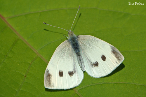 Pieris rapae