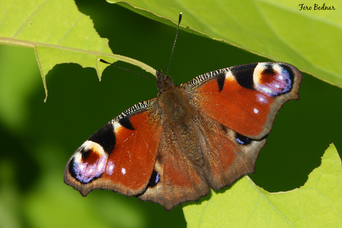 Aglais io