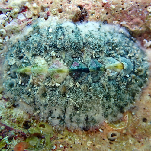 Acanthochitona fascicularis