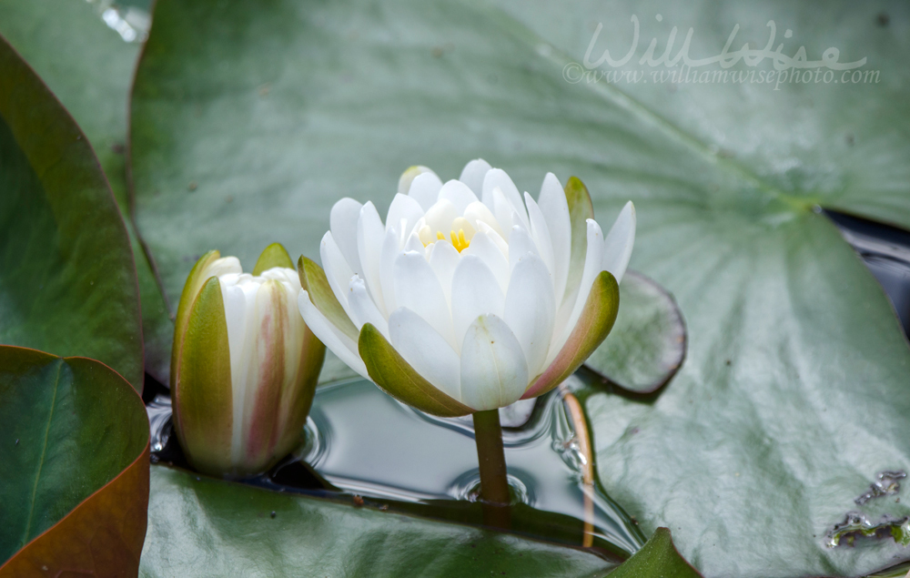 American White Waterlily