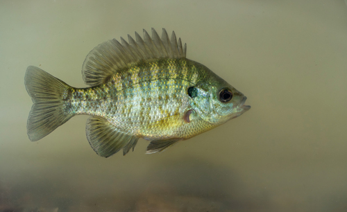 Lepomis macrochirus × microlophus