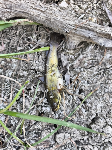 Black Bullhead