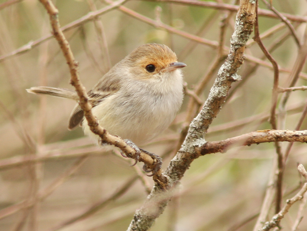 Fulvous-faced Scrub-Tyrant photo