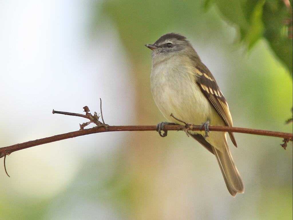 Tawny-rumped Tyrannulet photo