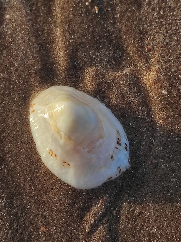 Patella ulyssiponensis