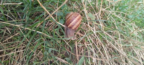 Roman Snail