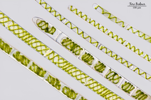 Spirogyra