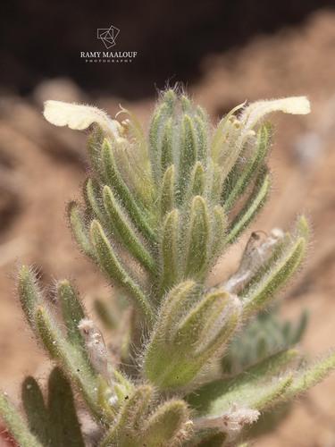 Ajuga chamaepitys tridactylites