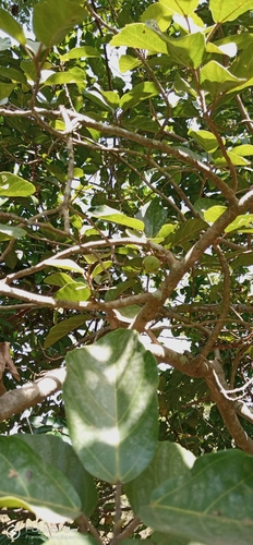 Cape Fig