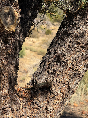 iNaturalist observation photo of Spiny Lizards