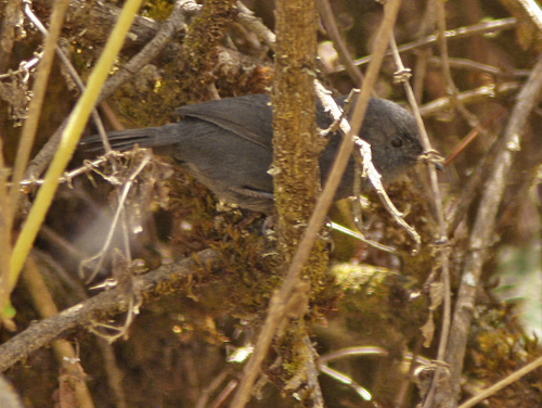 Unicolored Tapaculo (Scytalopus unicolor)