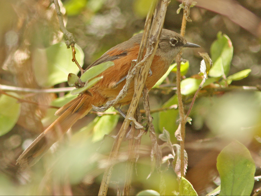 Russet-bellied Spinetail photo