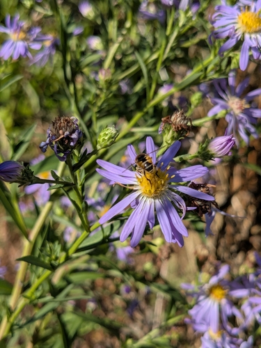 Unknown species found near Washington County, US-OR, US