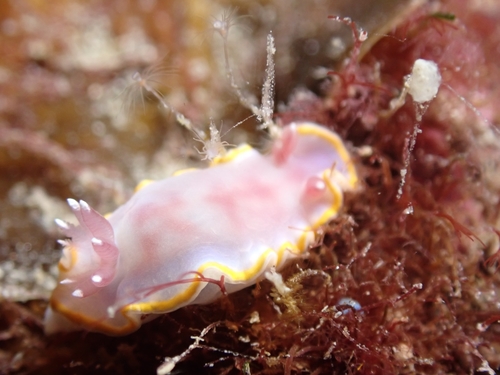 Rudmania purpurea