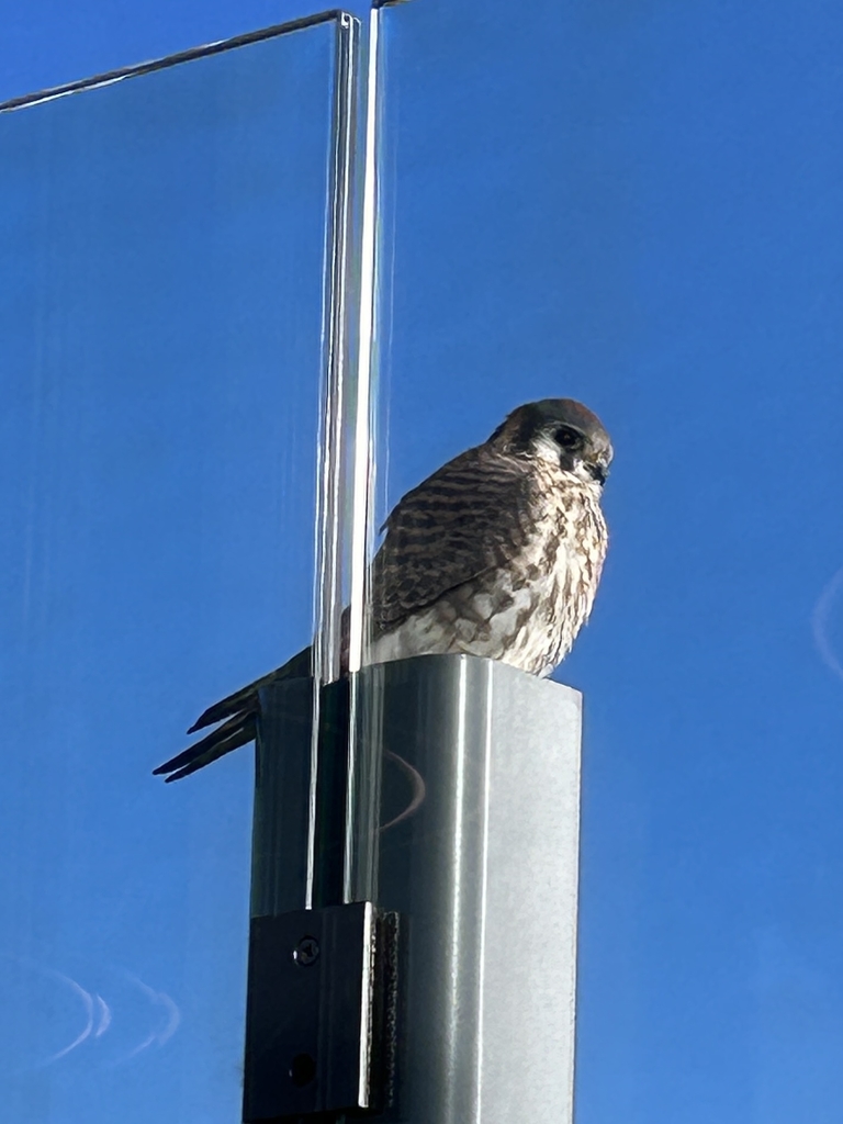 Winston Roe American Kestrel in December 2023 by Winston Roe · iNaturalist